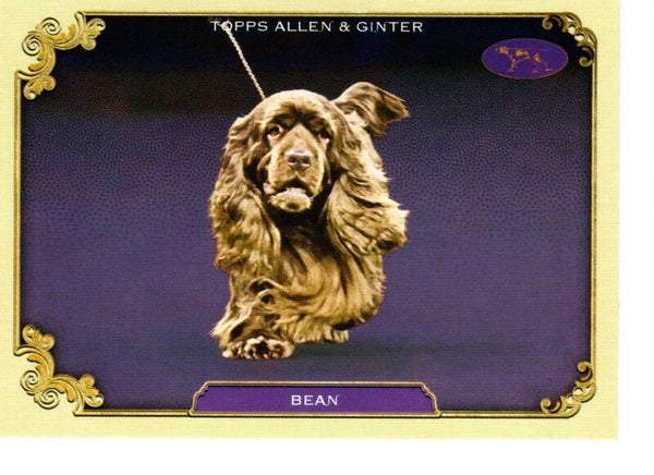 Allen & Ginter 2024 Westminster Kennel Club #SOS-9 Bean