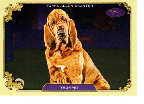 Allen & Ginter 2024 Westminster Kennel Club #SOS-11 Trumpet