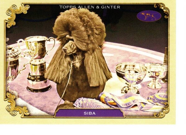 Allen & Ginter 2024 Westminster Kennel Club #SOS-13 Siba