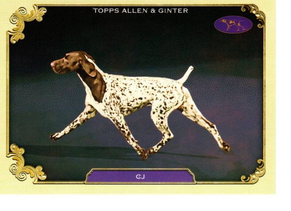 Allen & Ginter 2024 Westminster Kennel Club #SOS-17 CJ