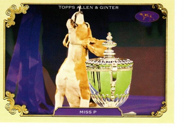 Allen & Ginter 2024 Westminster Kennel Club #SOS-18 Miss P
