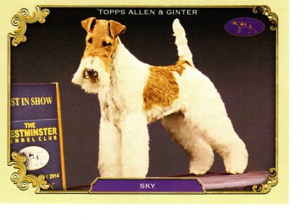 Allen & Ginter 2024 Westminster Kennel Club #SOS-19 Sky