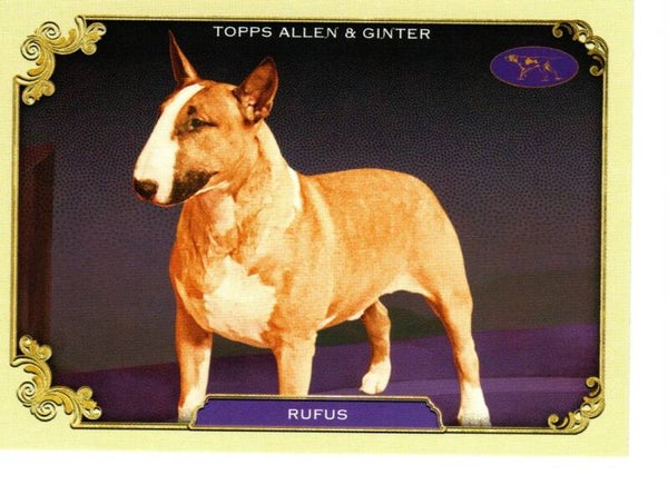 Allen & Ginter 2024 Westminster Kennel Club #SOS-23 Rufus