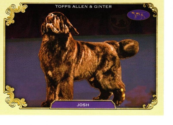 Allen & Ginter 2024 Westminster Kennel Club #SOS-24 Josh