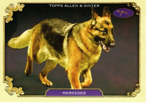 Allen & Ginter 2024 Westminster Kennel Club #SOS-25 Mercedes