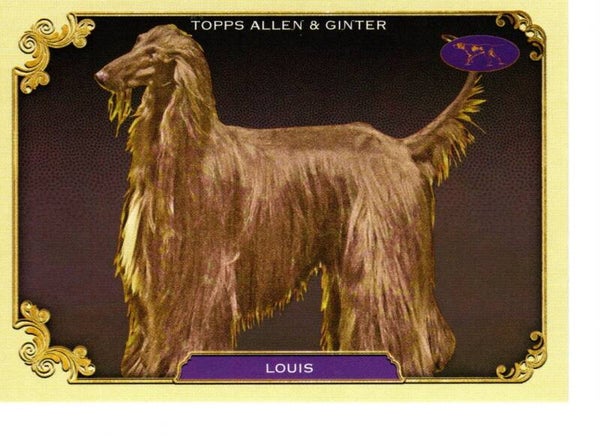 Allen & Ginter 2024 Westminster Kennel Club #SOS-26 Louis