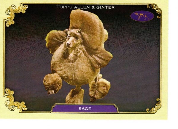 Allen & Ginter 2024 Westminster Kennel Club #SOS-27 Sage