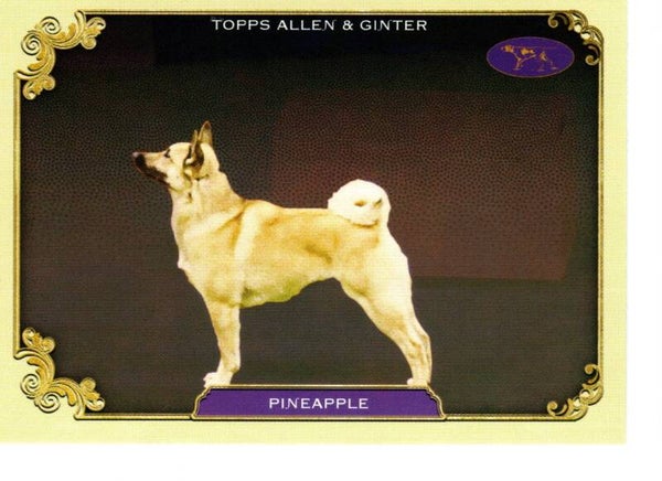 Allen & Ginter 2024 Westminster Kennel Club #SOS-32 Pineapple