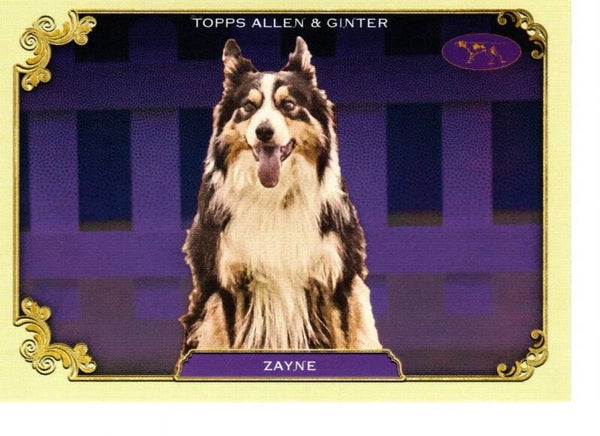 Allen & Ginter 2024 Westminster Kennel Club #SOS-33 Zayne