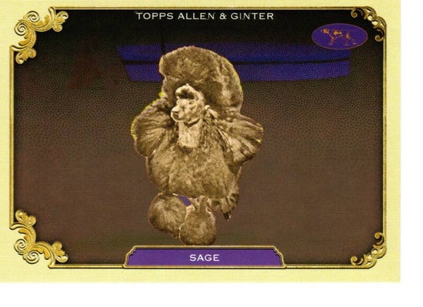 Allen & Ginter 2024 Westminster Kennel Club #SOS-35 Sage