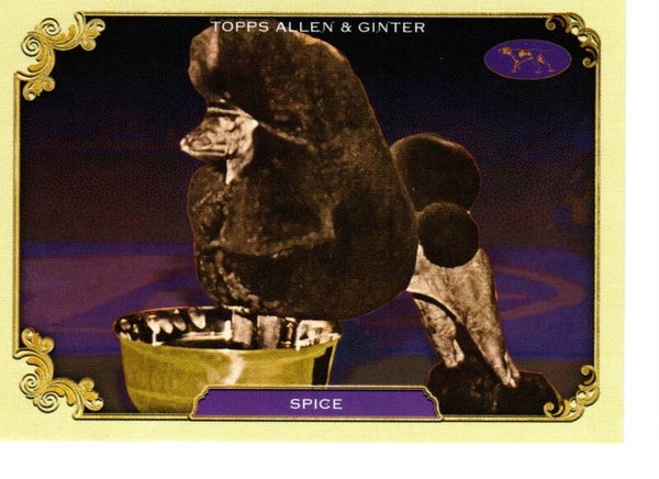 Allen & Ginter 2024 Westminster Kennel Club #SOS-37 Spice