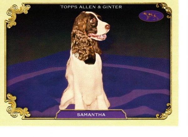 Allen & Ginter 2024 Westminster Kennel Club #SOS-39 Samantha