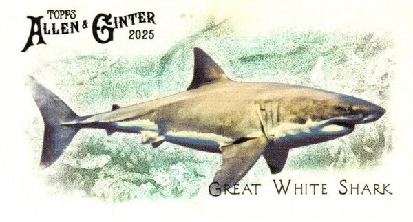Allen & Ginter 2025 Mini #FGW-2 Great White Shark 50 Fishes Global Waters Mini