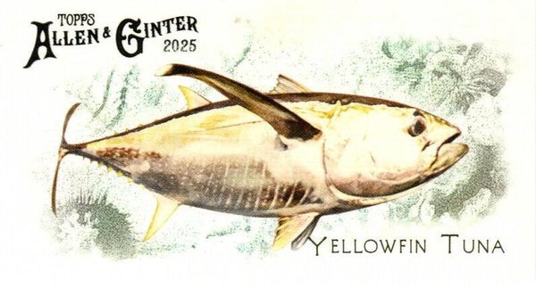 Allen & Ginter 2025 Mini #FGW-4 Yellowfin Tuna 50 Fishes Global Waters Mini