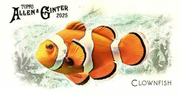 Allen & Ginter 2025 Mini #FGW-9 Clownfish 50 Fishes Global Waters Mini