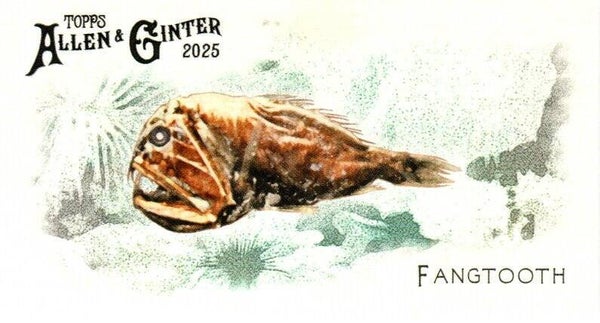 Allen & Ginter 2025 Mini #FGW-13 Fangtooth 50 Fishes Global Waters Mini