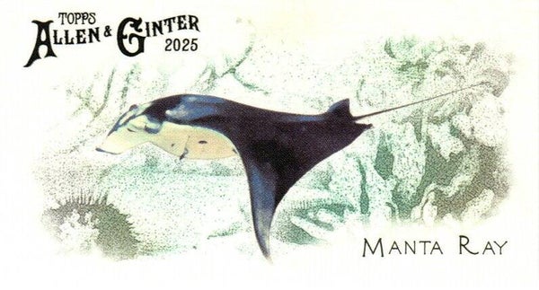 Allen & Ginter 2025 Mini #FGW-18 Manta Ray 50 Fishes Global Waters Mini