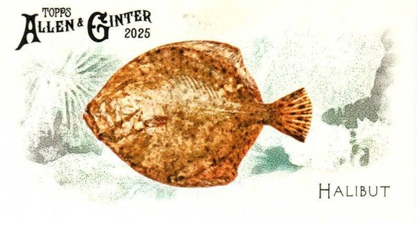 Allen & Ginter 2025 Mini #FGW-27 Halibut 50 Fishes Global Waters Mini