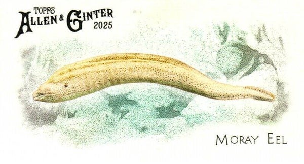 Allen & Ginter 2025 Mini #FGW-28 Moray Eel 50 Fishes Global Waters Mini