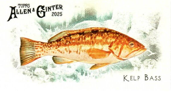 Allen & Ginter 2025 Mini #FGW-29 Kelp Bass 50 Fishes Global Waters Mini