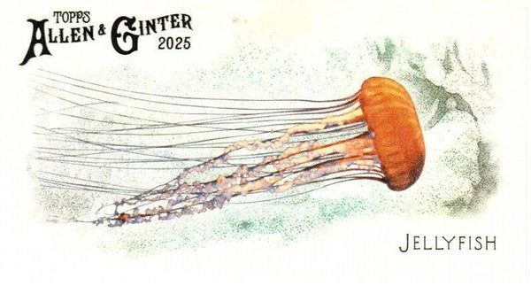 Allen & Ginter 2025 Mini #FGW-35 Jellyfish 50 Fishes Global Waters Mini