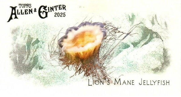 Allen & Ginter 2025 Mini #FGW-42 Lion’s Mane Jellyfish 50 Fishes Global Waters Mini