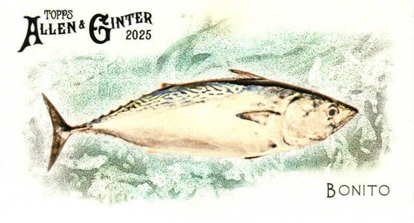 Allen & Ginter 2025 Mini #FGW-44 Bonito 50 Fishes Global Waters Mini
