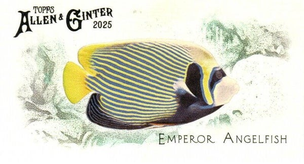 Allen & Ginter 2025 Mini #FGW-45 Emperor Angelfish 50 Fishes Global Waters Mini