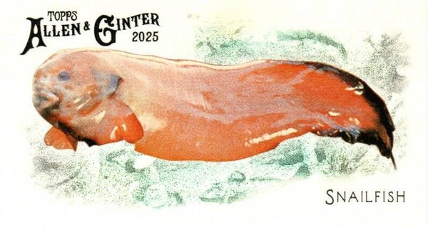 Allen & Ginter 2025 Mini #FGW-47 Snailfish 50 Fishes Global Waters Mini
