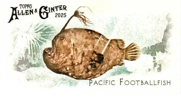 Allen & Ginter 2025 Mini #FGW-48 Pacific Footballfish 50 Fishes Global Waters Mini