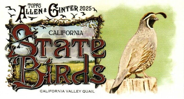 Allen & Ginter 2025 Mini #SB-5 California Valley Quail (California) - Mini State Birds