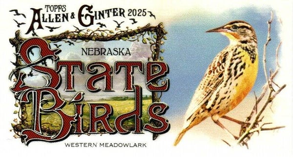 Allen & Ginter 2025 Mini #SB-27 Western Meadowlark (Nebraska) - Mini State Birds