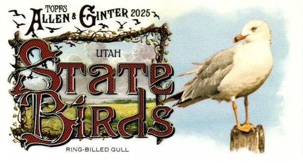 Allen & Ginter 2025 Mini #SB-44 Ring-Billed Gull (Utah) - Mini State Birds