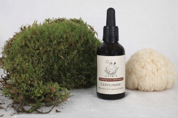 Champignon Lion's Mane - Mémoire & Concentration