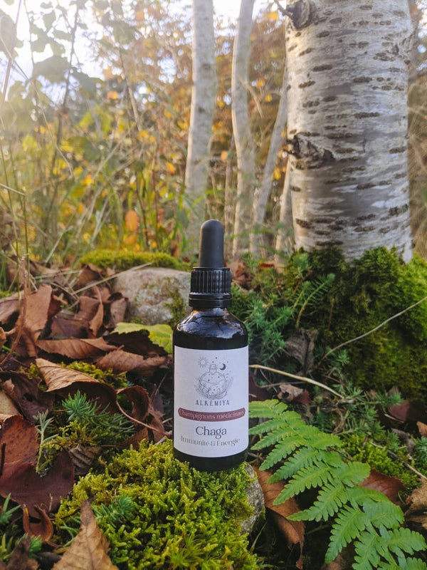 Champignon Chaga - Immunité & Énergie