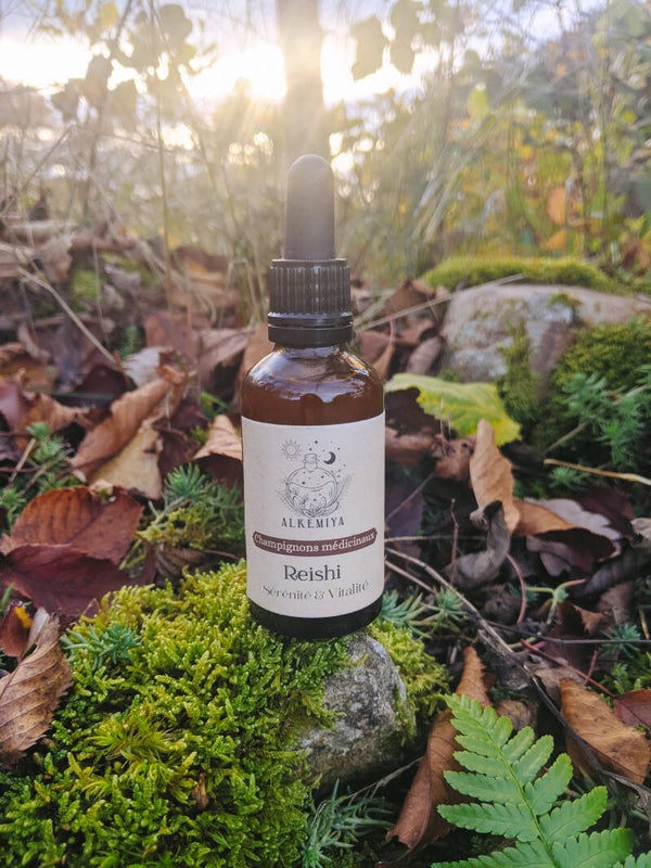 Champignon Reishi - Sérénité & Vitalité