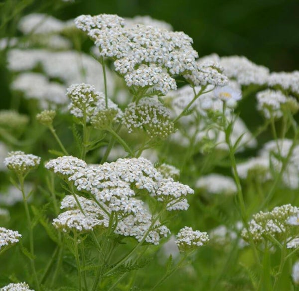 Achillea millefolium officinalis