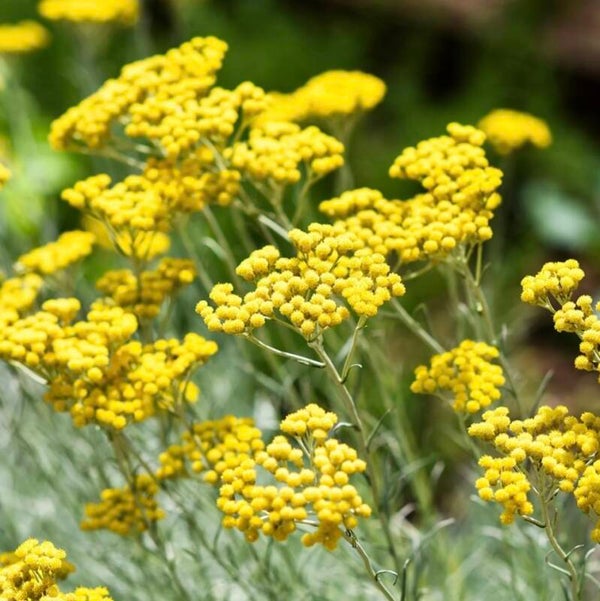 Helichrysum italicum officinalis