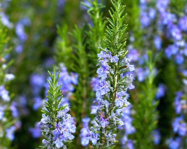 Rosmarinus Officinalis