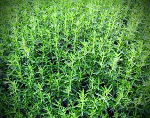 Santureja montana officinalis