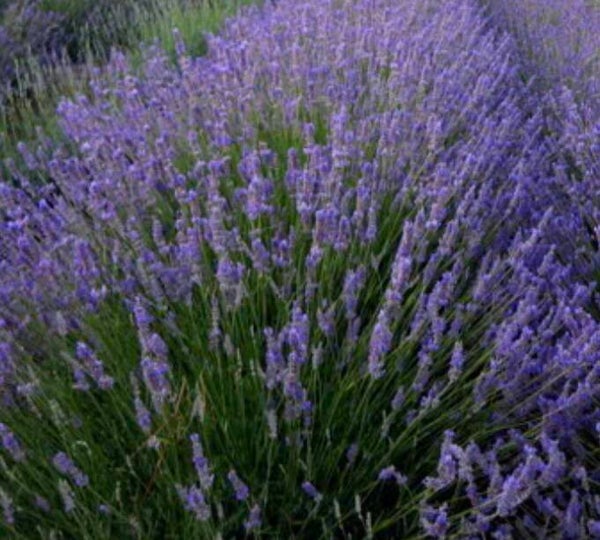 Lavandula x intermedia officinalis