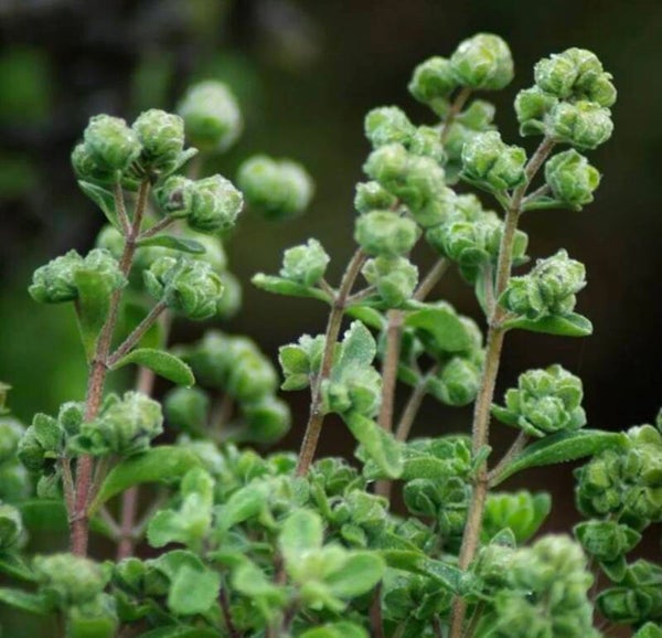 Origanum Majorana officinalis