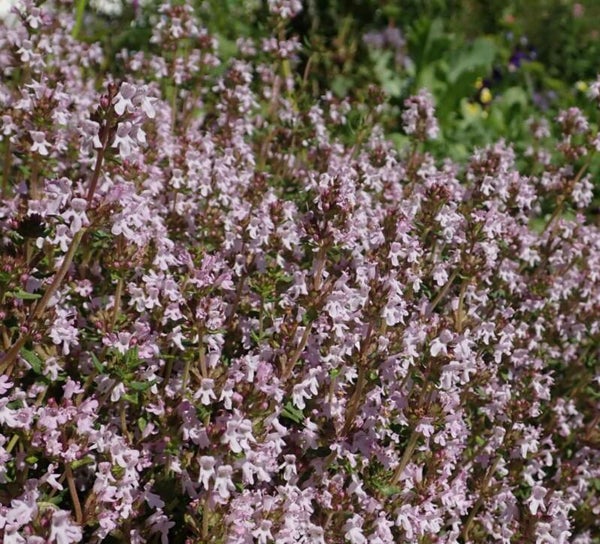 Timus vulgaris officinalis v. Timolo