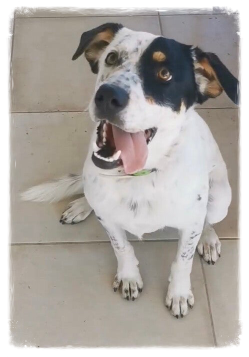 Porte-Clés Chien Animaux Domestiques Amis à Quatre Pattes Bleu Douce Argent