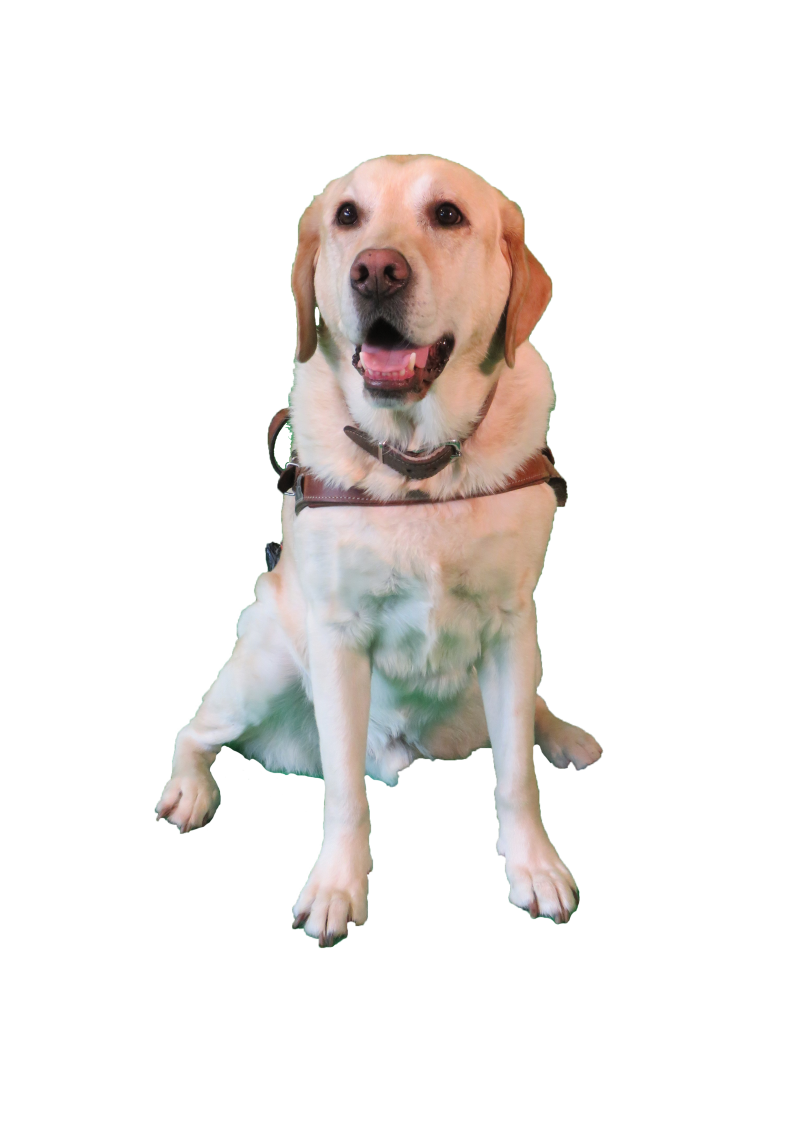 labradore couleur sable avec harnais assis