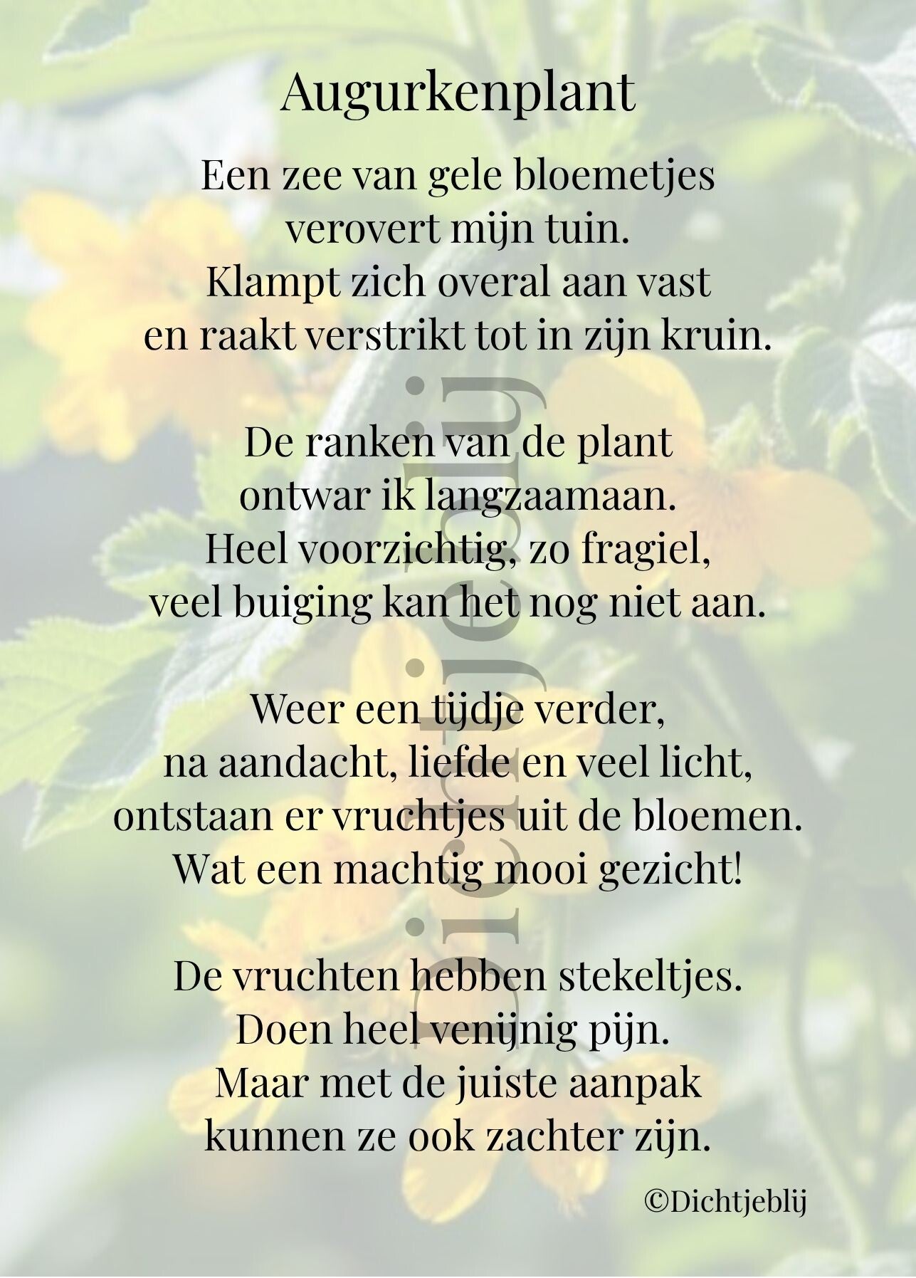 Augurkenplant