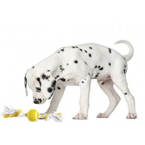 Balle de tennis de 6 cm avec noeuds en coton