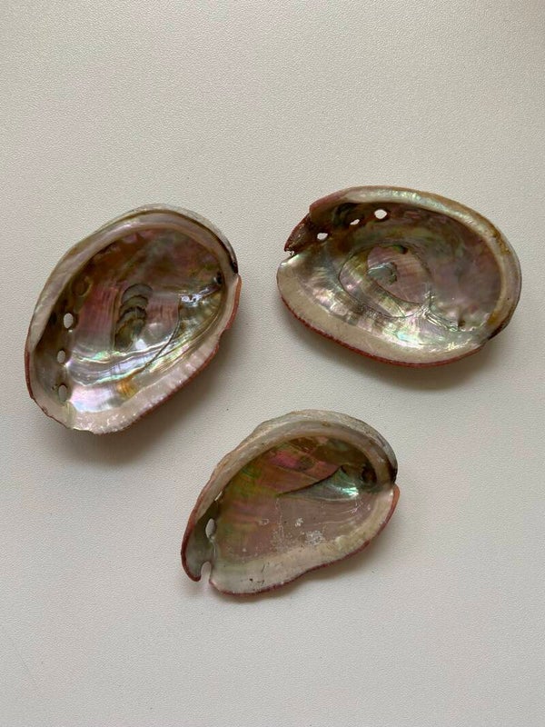 Abalone Muschel
