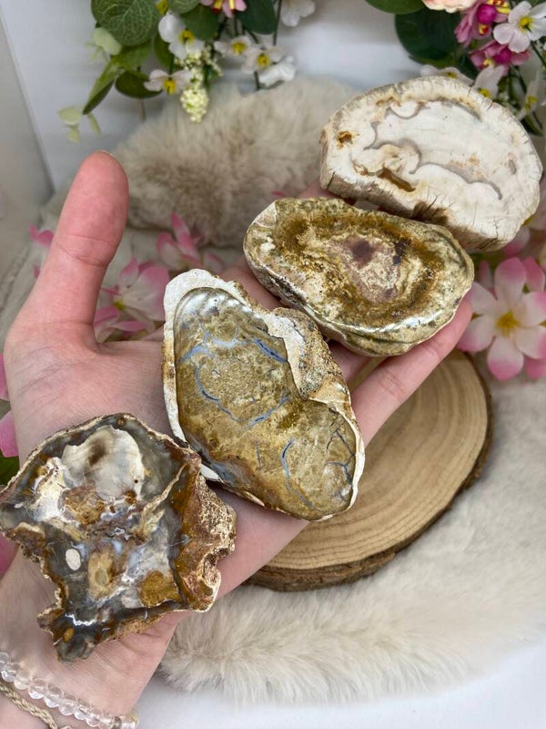 Versteinerte Holz Platte