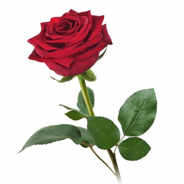 Rozen